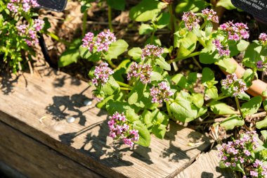 Zürih, İsviçre, 1 Mayıs 2025 Valeria Cornucopiae bitkisi botanik bahçesinde.