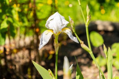Zürih, İsviçre, 1 Mayıs 2025 Iris Florentina bitkisi botanik bahçesinde