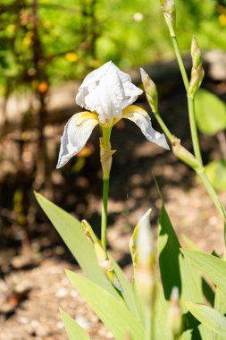 Zürih, İsviçre, 1 Mayıs 2025 Iris Florentina bitkisi botanik bahçesinde