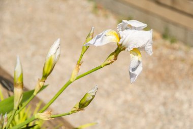 Zürih, İsviçre, 1 Mayıs 2025 Iris Florentina bitkisi botanik bahçesinde