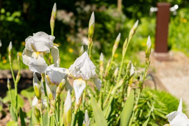 Zürih, İsviçre, 1 Mayıs 2025 Iris Florentina bitkisi botanik bahçesinde