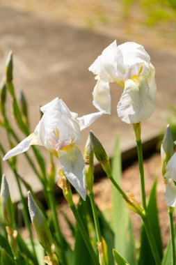 Zürih, İsviçre, 1 Mayıs 2025 Iris Florentina bitkisi botanik bahçesinde