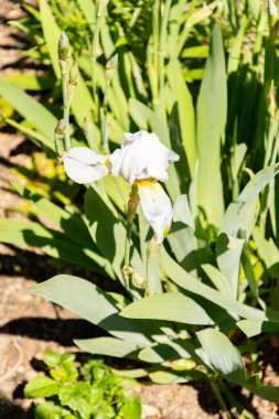 Zürih, İsviçre, 1 Mayıs 2025 Iris Florentina bitkisi botanik bahçesinde