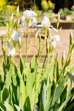 Zürih, İsviçre, 1 Mayıs 2025 Iris Florentina bitkisi botanik bahçesinde