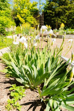 Zürih, İsviçre, 1 Mayıs 2025 Iris Florentina bitkisi botanik bahçesinde