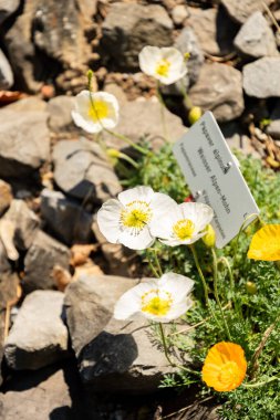Zürih, İsviçre, 1 Mayıs 2025 Papaver Alpinum bitkisi botanik bahçesinde