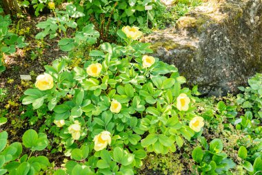 Zürih, İsviçre, 1 Mayıs 2025 Meconopsis Cambrica veya botanik bahçesindeki haşhaş bitkisi