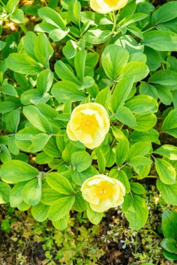 Zürih, İsviçre, 1 Mayıs 2025 Meconopsis Cambrica veya botanik bahçesindeki haşhaş bitkisi