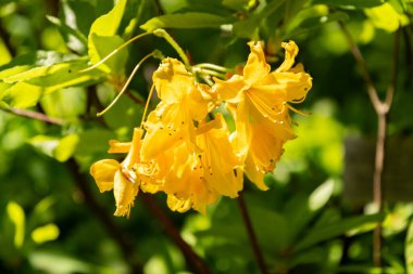 Zürih, İsviçre, 1 Mayıs 2025 Rhododendron Luteum veya botanik bahçesindeki sarı açelya bitkisi