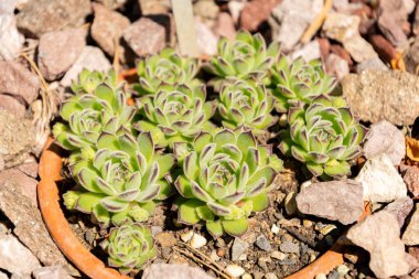 Zürih, İsviçre, 1 Mayıs 2025 Sempervivum X Hayekii bitkisi botanik bahçesinde