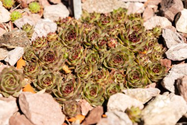 Zürih, İsviçre, 1 Mayıs 2025 Sempervivum Tectorum tesisi botanik bahçesinde.