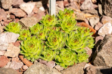 Zürih, İsviçre, 1 Mayıs 2025 Sempervivum X Comollii bitkisi botanik bahçesinde