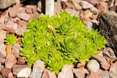 Zürih, İsviçre, 1 Mayıs 2025 Sempervivum X Schottii bitkisi botanik bahçesinde