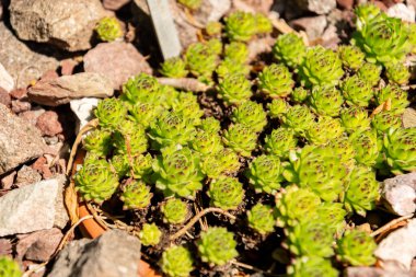 Zürih, İsviçre, 1 Mayıs 2025 Sempervivum X Christii bitkisi botanik bahçesinde