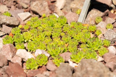 Zürih, İsviçre, 1 Mayıs 2025 Sempervivum X Christii bitkisi botanik bahçesinde