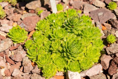 Zürih, İsviçre, 1 Mayıs 2025 Sempervivum X Rupicolum bitkisi botanik bahçesinde