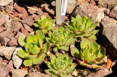 Zürih, İsviçre, 1 Mayıs 2025 Sempervivum Wulfenii bitkisi botanik bahçesinde