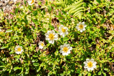 Zürih, İsviçre, 1 Mayıs 2025 Dryas Octopetala veya Dağ bitkileri botanik bahçesinde