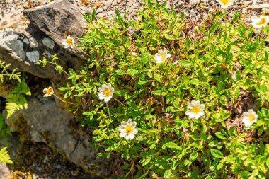 Zürih, İsviçre, 1 Mayıs 2025 Dryas Octopetala veya Dağ bitkileri botanik bahçesinde