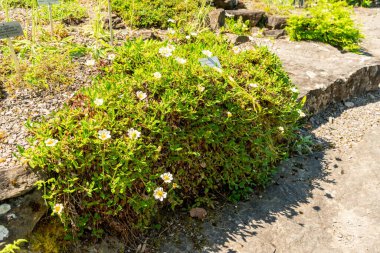 Zürih, İsviçre, 1 Mayıs 2025 Dryas Octopetala veya Dağ bitkileri botanik bahçesinde