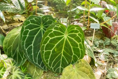 Zürih, İsviçre, 1 Mayıs 2025 Anthurium Kristallinum bitkisi botanik bahçesinde