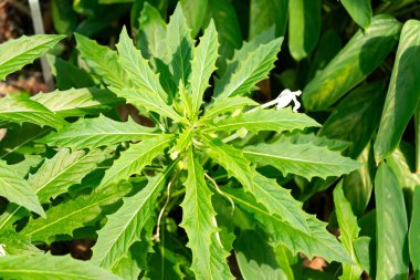 Zürih, İsviçre, 1 Mayıs 2025 Hippobroma Longiflora veya botanik bahçesindeki Beytüllahim bitkisinin yıldızı