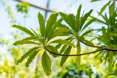 Zürih, İsviçre, 1 Mayıs 2025 Mathurina Penduliflora bitkisi botanik bahçesinde.