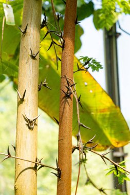 Zürih, İsviçre, 1 Mayıs 2025 Vachellia Collinsii bitkisi botanik bahçesinde