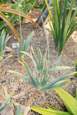Zürih, İsviçre, 1 Mayıs 2025 Aloe Plicatilis veya botanik bahçesindeki fan aloe bitkisi