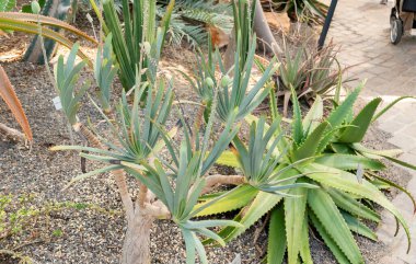 Zürih, İsviçre, 1 Mayıs 2025 Aloe Plicatilis veya botanik bahçesindeki fan aloe bitkisi