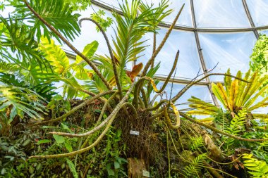 Zürih, İsviçre, 1 Mayıs 2025 Grammatophyllum Speciosum veya botanik bahçesindeki dev orkide bitkisi