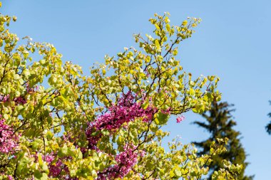 Zürih, İsviçre, 1 Mayıs 2025 Cercis Siliquastrum veya botanik bahçesindeki Judas ağacı