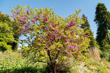 Zürih, İsviçre, 1 Mayıs 2025 Cercis Siliquastrum veya botanik bahçesindeki Judas ağacı