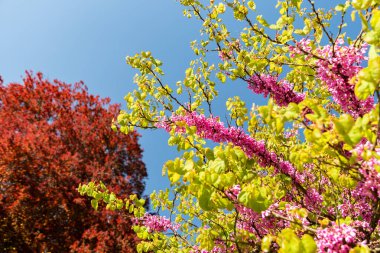 Zürih, İsviçre, 1 Mayıs 2025 Cercis Siliquastrum veya botanik bahçesindeki Judas ağacı