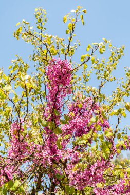 Zürih, İsviçre, 1 Mayıs 2025 Cercis Siliquastrum veya botanik bahçesindeki Judas ağacı