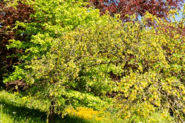 Zürih, İsviçre, 1 Mayıs 2025, Berberis Vulgaris bitkisi botanik bahçesinde.