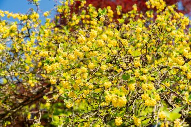 Zürih, İsviçre, 1 Mayıs 2025, Berberis Vulgaris bitkisi botanik bahçesinde.