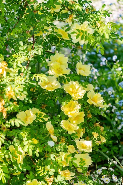 Zürih, İsviçre, 1 Mayıs 2025 Rosa Kokanica bitkisi botanik bahçesinde