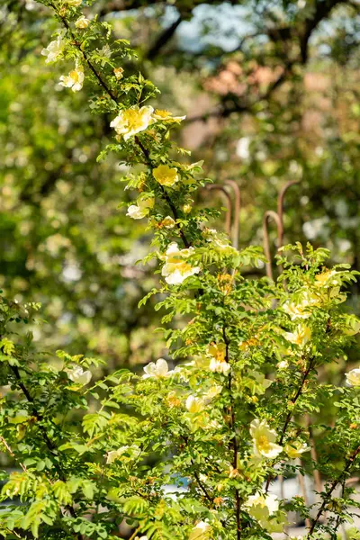 Zürih, İsviçre, 1 Mayıs 2025 Rosa Kokanica bitkisi botanik bahçesinde