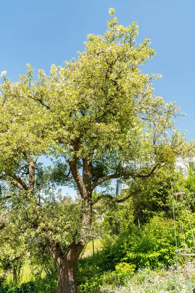 Zürih, İsviçre, 1 Mayıs 2025 Malus Hupehensis veya botanik bahçesindeki Çin bok fabrikası