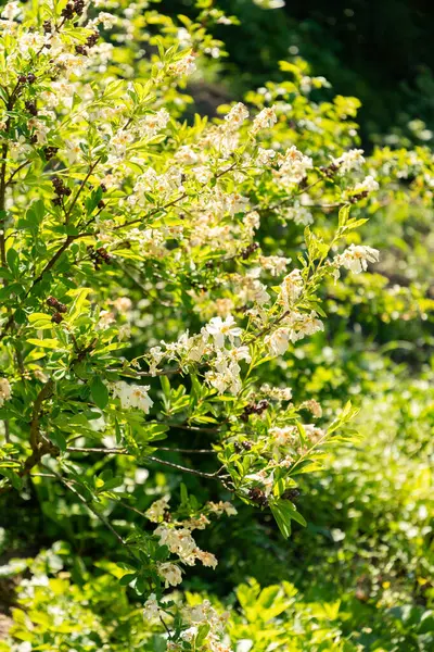 Zürih, İsviçre, 1 Mayıs 2025 Botanik Bahçesindeki Exochorda Korolkowii fabrikası