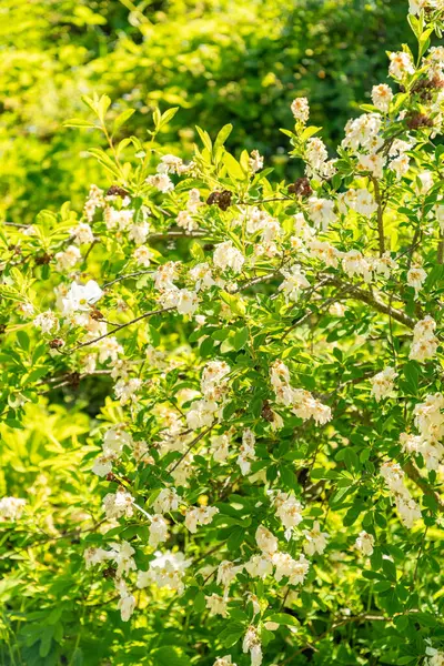 Zürih, İsviçre, 1 Mayıs 2025 Botanik Bahçesindeki Exochorda Korolkowii fabrikası