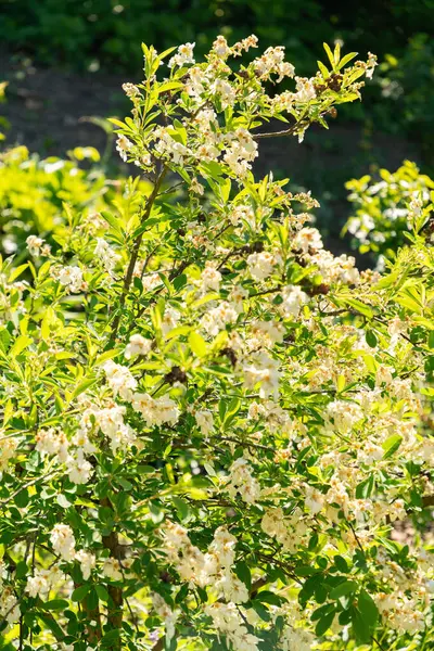 Zürih, İsviçre, 1 Mayıs 2025 Botanik Bahçesindeki Exochorda Korolkowii fabrikası