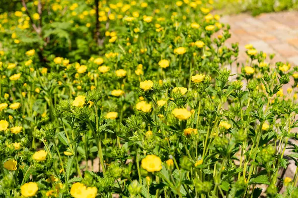 Zürih, İsviçre, 1 Mayıs 2025 Potentilla Recta veya botanik bahçesindeki sülfür sinkuefoil fabrikası