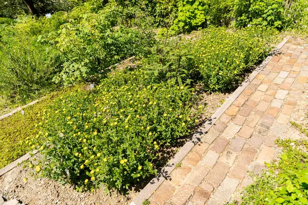 Zürih, İsviçre, 1 Mayıs 2025 Potentilla Recta veya botanik bahçesindeki sülfür sinkuefoil fabrikası