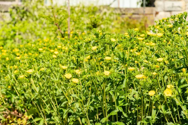 Zürih, İsviçre, 1 Mayıs 2025 Potentilla Recta veya botanik bahçesindeki sülfür sinkuefoil fabrikası