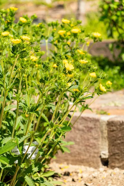 Zürih, İsviçre, 1 Mayıs 2025 Potentilla Recta veya botanik bahçesindeki sülfür sinkuefoil fabrikası