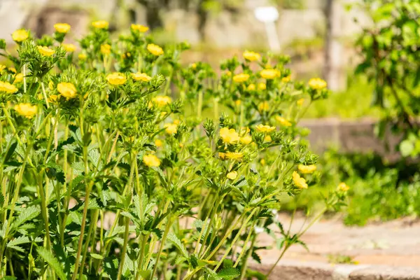 Zürih, İsviçre, 1 Mayıs 2025 Potentilla Recta veya botanik bahçesindeki sülfür sinkuefoil fabrikası