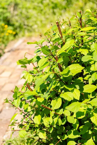 Zürih, İsviçre, 1 Mayıs 2025 Prunus Triloba veya botanik bahçesindeki çiçek açan erik bitkisi