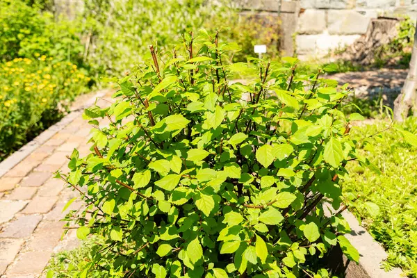 Zürih, İsviçre, 1 Mayıs 2025 Prunus Triloba veya botanik bahçesindeki çiçek açan erik bitkisi